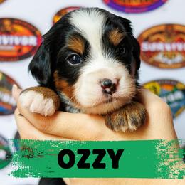 Ozzy - Tri-color male Bernedoodle puppy in Gilbert, Arizona from Safe Havynn Doodles