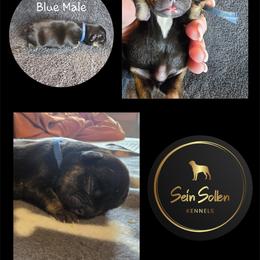 French Bulldog Puppies from Sein Sollen Kennels
