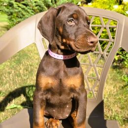 Girl 1 - Red and rust female Doberman Pinscher puppy in Chagrin Falls, Ohio from Schloss Velburg Dobermanns