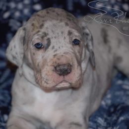 Great Dane and Miniature Schnauzer Puppies from River Valley Great Danes