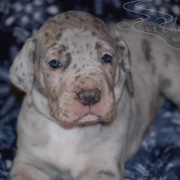 Great Dane and Miniature Schnauzer Puppies from River Valley Great Danes
