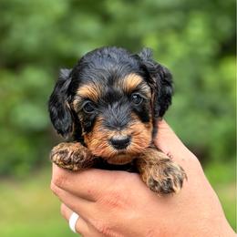 Praline - Phantom female Goldendoodle puppy in Ranger, Georgia from Muscadine Meadows Poodles and Doodles