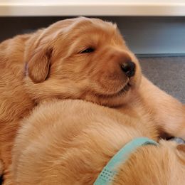 Golden Retriever Puppies from Pebble Creek Golden Retrievers