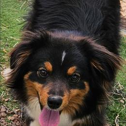 Fez - Black tri male Toy Australian Shepherd puppy in Snowflake, Arizona from Halfpint Aussies