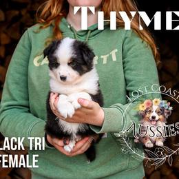 Thyme - Black tri female Miniature American Shepherd puppy in Ferndale, California from Lost Coast Aussies