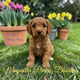 Roxie's Navy Blue Boy - Blenheim male Cavapoo puppy in Lavon, Texas from Magnolia Prairie Doodles