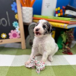 Clarabelle - Gray and white female Sheepadoodle puppy in Willacoochee, Georgia from Kitandkboodle's Doodles