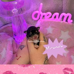 Miranda - Black and tan female Chihuahua puppy in Aniwa, Wisconsin from Jackson Chihuahuas