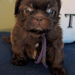 Blake - Chocolate male Shih Tzu puppy in Claxton, Georgia from Small Pawz Shih tzu