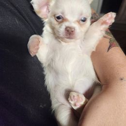Chihuahua Puppies from Fabulous little paws