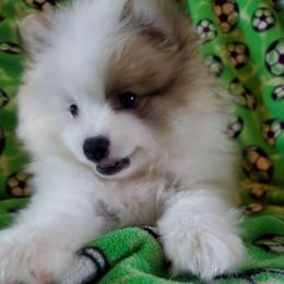 Dash - Tri-colored male Pomeranian puppy in Bellevue, Iowa from Fluffy Wonders Poms and Doodles