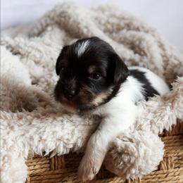 Duchess Dior Rose - Parti female Miniature Schnauzer puppy in Lynchburg, Tennessee from ROYAL PUPS - THRONEBERRY FAMILY FARMS