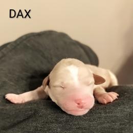 Dax - Apricot male Goldendoodle puppy in Hendersonville, Tennessee from Ben's Best Buddy Goldendoodles