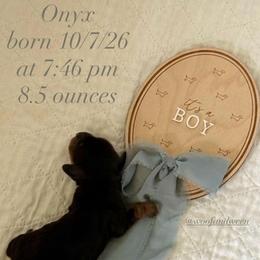 Onyx - Black and tan male Dachshund puppy in Bonney Lake, Washington from HP Dachs