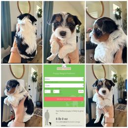 Stoney - Black & tan tri-color male Morkie puppy in Cleveland, Tennessee from Moody’s Morkies and More