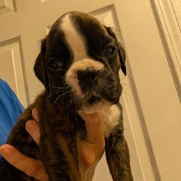 Clarice - Euro - Brindle female Boxer puppy in Campbellsville, Kentucky from Bellbox German Boxers