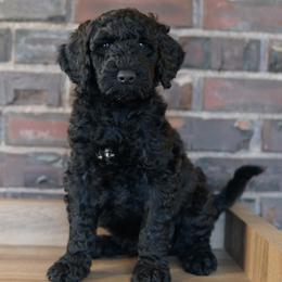 Banana Cream Pie - Black male Goldendoodle puppy in Snohomish, Washington from Doodles of Snohomish