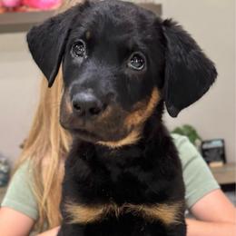 Bazooka - Black and rust female Beauceron puppy in Henderson, Nevada from Joie de Vie Beaucerons