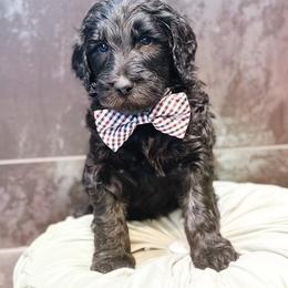 Elio - Phantom male Goldendoodle puppy in Pasco, Washington from Camp Doodle Woods