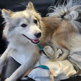 Aries - Pomsky