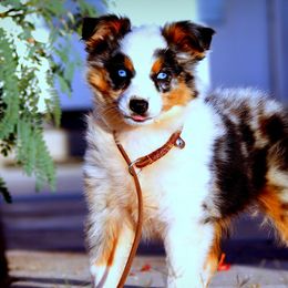 Australian Shepherds and Miniature Australian Shepherds from Lazy D Ranch Australian Shepherds