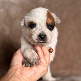 Cowboy AKC - Red speckled male Australian Cattle Dog puppy in Sahuarita, Arizona from A2 Australian Cattle Dogs