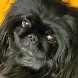 Fancy - Pekingese