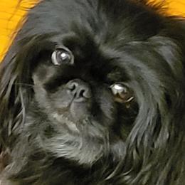 Fancy - Pekingese