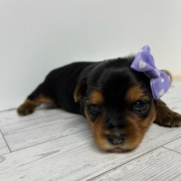 Belle - Black and tan female Yorkshire Terrier puppy in Cornelia, Georgia from Kruz Kennels