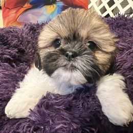 Shih Tzus from ShihTzu Florida