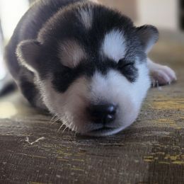 Jumba - Black and white male Pomsky puppy in Peoria, Arizona from Peoria Pomskies