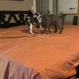 Italian Greyhound Puppies from Fisher Link