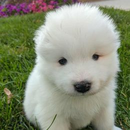 Boy 1 - White male Samoyed puppy in Morgan, Utah from Carriage Court Kennels