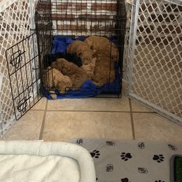 German Shorthaired Pointer and Labradoodle Puppies from Faddis Family Farms