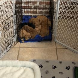 German Shorthaired Pointer and Labradoodle Puppies from Faddis Family Farms