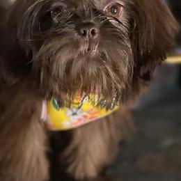 Rose - Shih Tzu