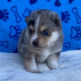 Bella - Merle female Pomsky puppy in Battle Creek, Michigan from T-Rose’s Bernedoodle & Pomsky Puppies