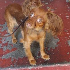 Meshika - Russian Toy