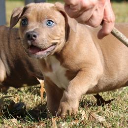 Micah - Blue fawn male American Bully puppy in Easton, Maryland from Night Court Bullies