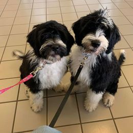 Portuguese Water Dog Puppies from Blue Marina Portuguese Water Dogs
