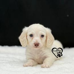 Nova - Cream female Dachshund puppy in Nashville, Arkansas from Cuddles n Curls