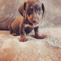 Dachshund Puppies from Krazy Acre Farm