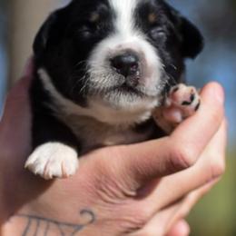 Blue green boy - Black tri-color male Australian Shepherd puppy in Clarkrange, Tennessee from Vom Wolff