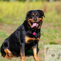 Merida - Rottweiler