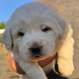 Black - White male Polish Tatra Sheepdog puppy in Lebanon, Oregon from Abbott Family Farm