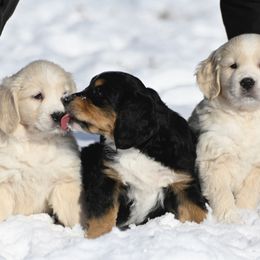 Bernese Mountain Dog, Golden Mountain Dog, and Golden Retriever Puppies from Grateful Bernese & Gage's Goldens