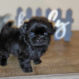 Charlie AKC Champion Bloodline - Black Shih Tzu puppy in Kings Mountain, North Carolina from Britany's Shih Tzus