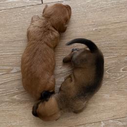 Dachshund puppies from Weenie Hut Jrs