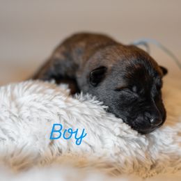 Denim - Gold brindle male Dutch Shepherd puppy in Auburn, Georgia from Faberge Hollandse Herdershond