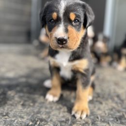 Teal girl - Black, white and red female Greater Swiss Mountain Dog puppy in Woodland, Washington from Woodland Swissie’s